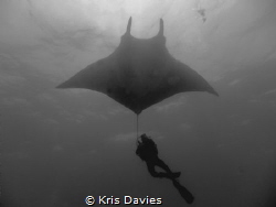 Close encounter with a giant pacific Manta Ray, taken at ... by Kris Davies 